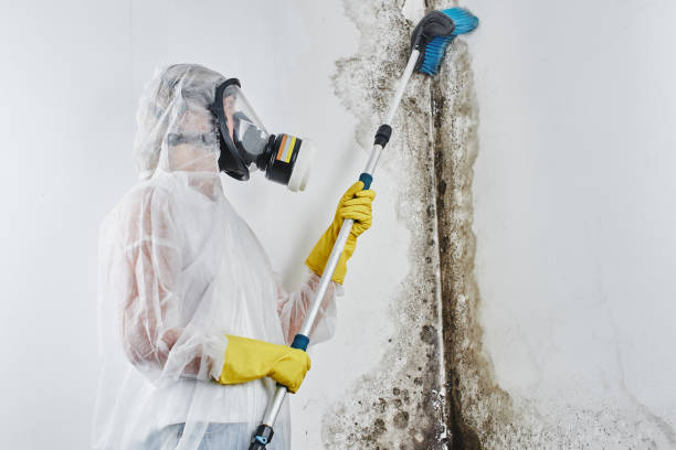 Best Local Mold Removal Service  in Feather Sound, FL