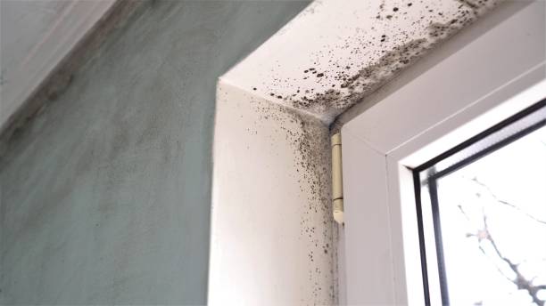 Best Fast Mold Removal  in Feather Sound, FL