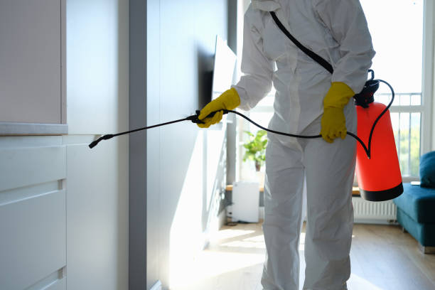 Home Mold Removal in Feather Sound, FL