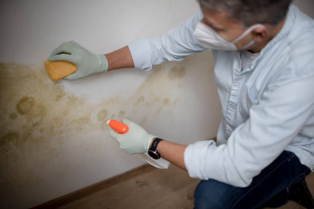 Best Same-Day Mold Removal  in Feather Sound, FL