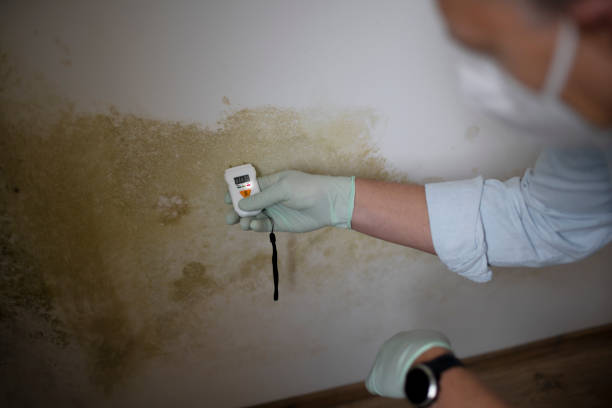 Best Professional Mold Removal  in Feather Sound, FL