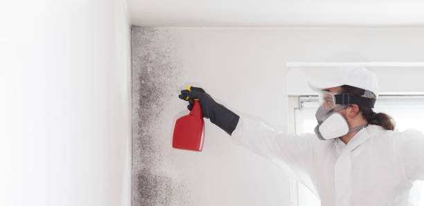 Best Toxic Mold Removal  in Feather Sound, FL