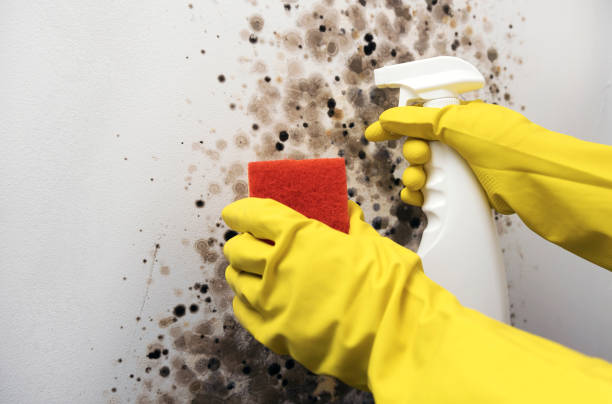 Best Emergency Mold Removal  in Feather Sound, FL