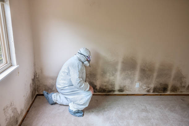 Best Certified Mold Removal  in Feather Sound, FL