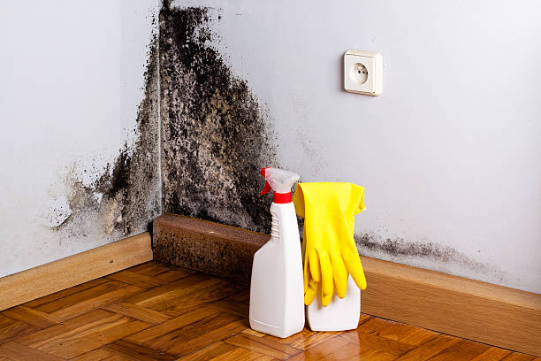 Best Residential Mold Removal  in Feather Sound, FL