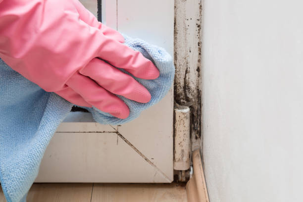 Best Local Mold Removal Service  in Feather Sound, FL