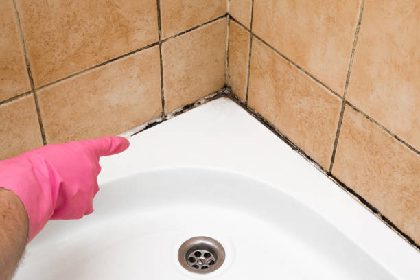 Best Local Mold Removal Service  in Feather Sound, FL